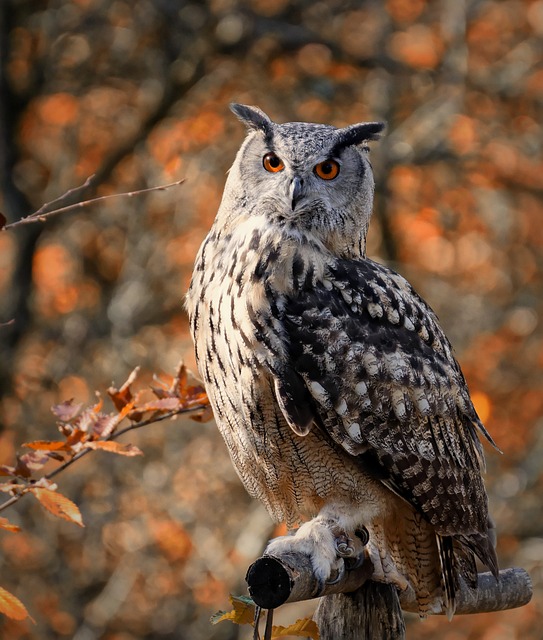 woodowl